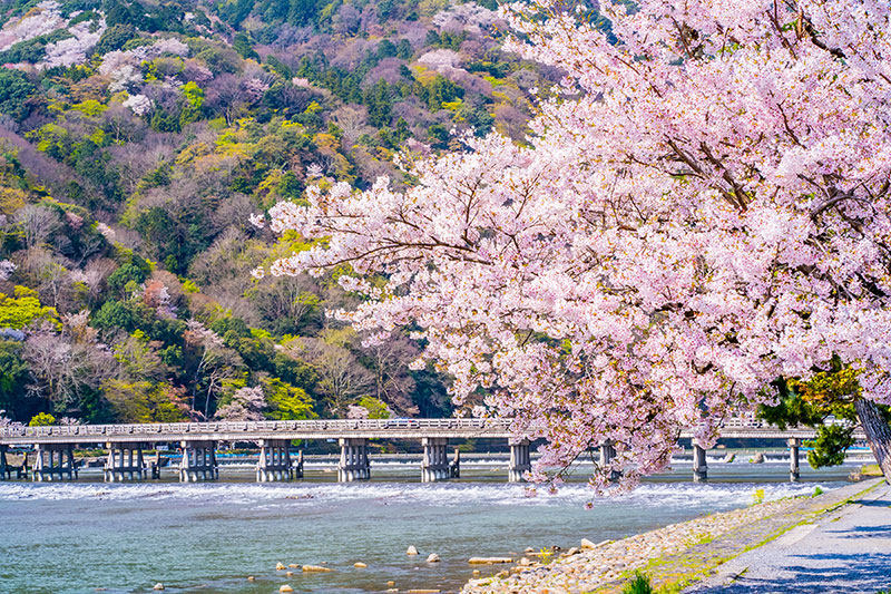 渡月橋の桜