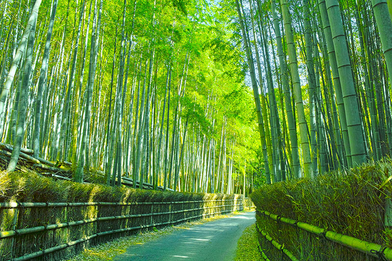 嵯峨野の竹林小路