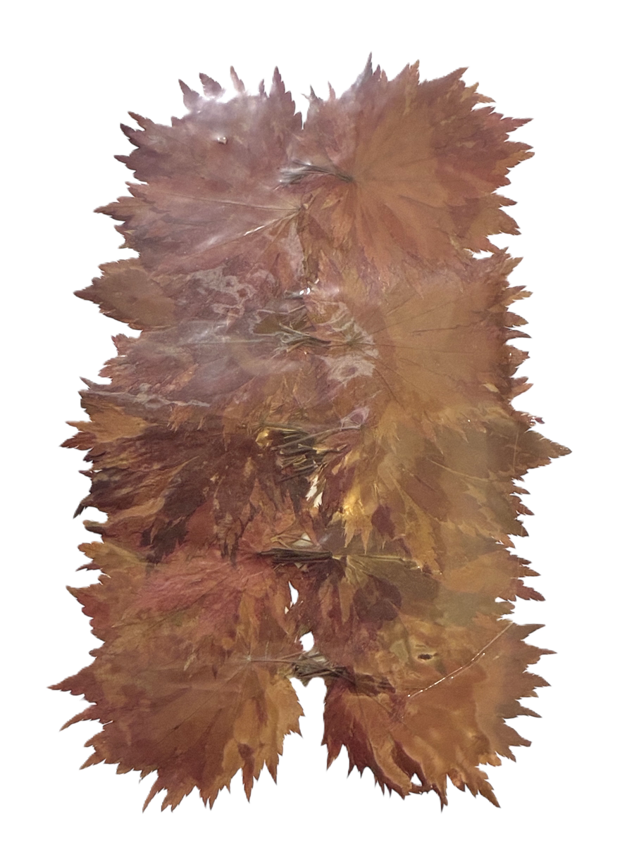 写真：干紅葉 赤100枚　季節商品